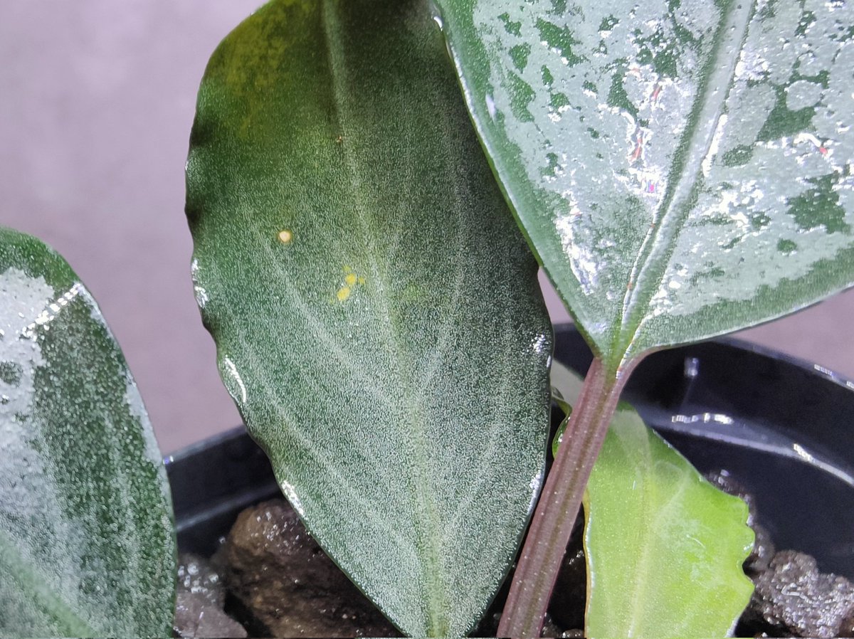Bucephalandra sp.