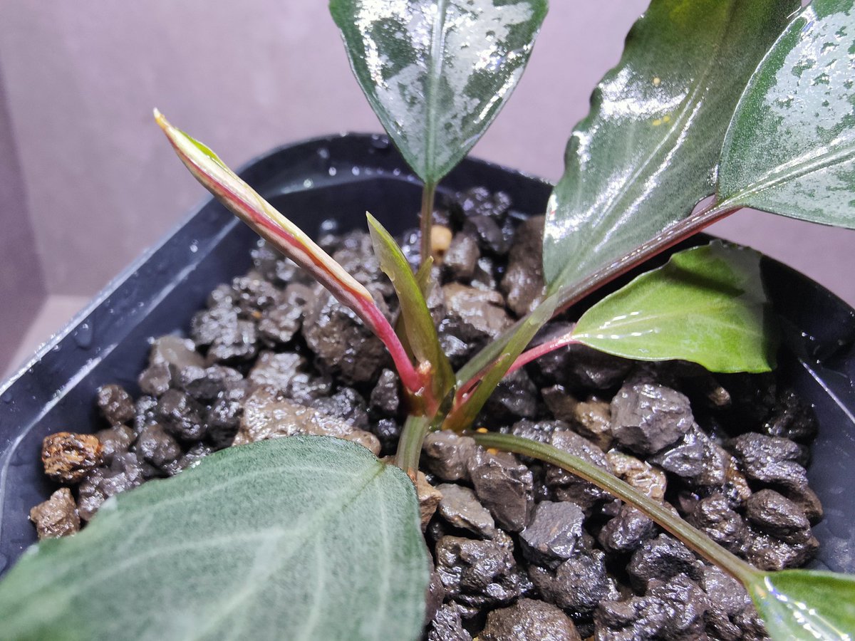 【TB便】Bucephalandra sp.Pearl gray 子株付き AQUA FORTUNE on X: 