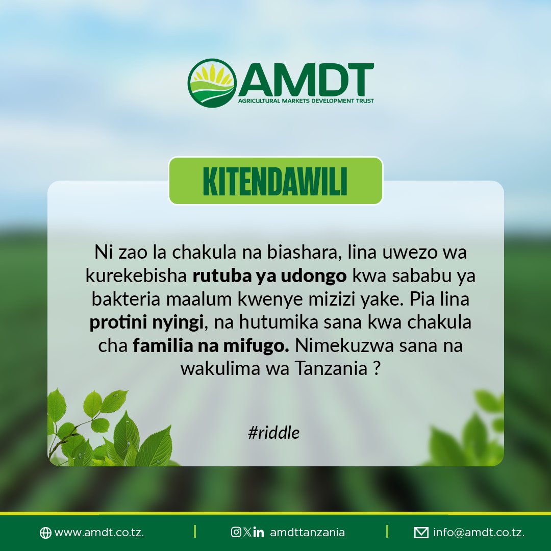 Tupe Jibu lako.
.
#KilimoBora #ZaoLaMbaazi #LisheBora #FursaZaKilimo