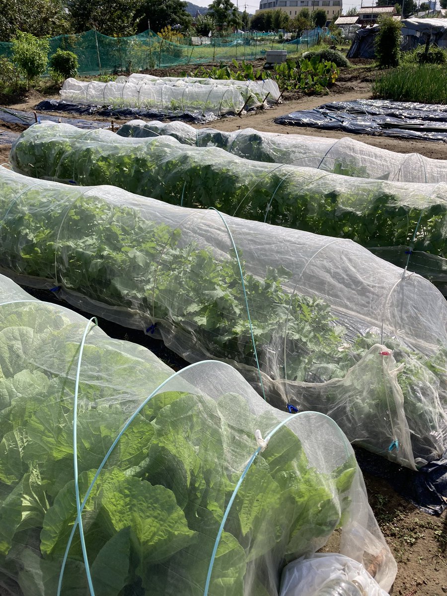showafarm's tweet photo. #コノカル 愛用者さんの畑訪問👩‍🌾
今年も#玉��ぎの苗 を上手く育てられてました✨凄いね👍
#葉牡丹 今年もまた良い色艶になるね✨

#有機酸カルシウム液肥 コノカルを使って
#秋冬野菜 を上手く作ろう🥦🫛🥕
#家庭菜園 #プランター菜園 
#コノカル野菜 https://t.co/Yk4oYtRHJG