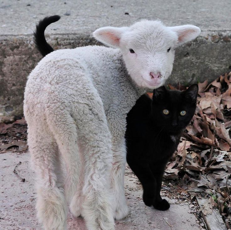 Sheep Daily 🐑 tweet media