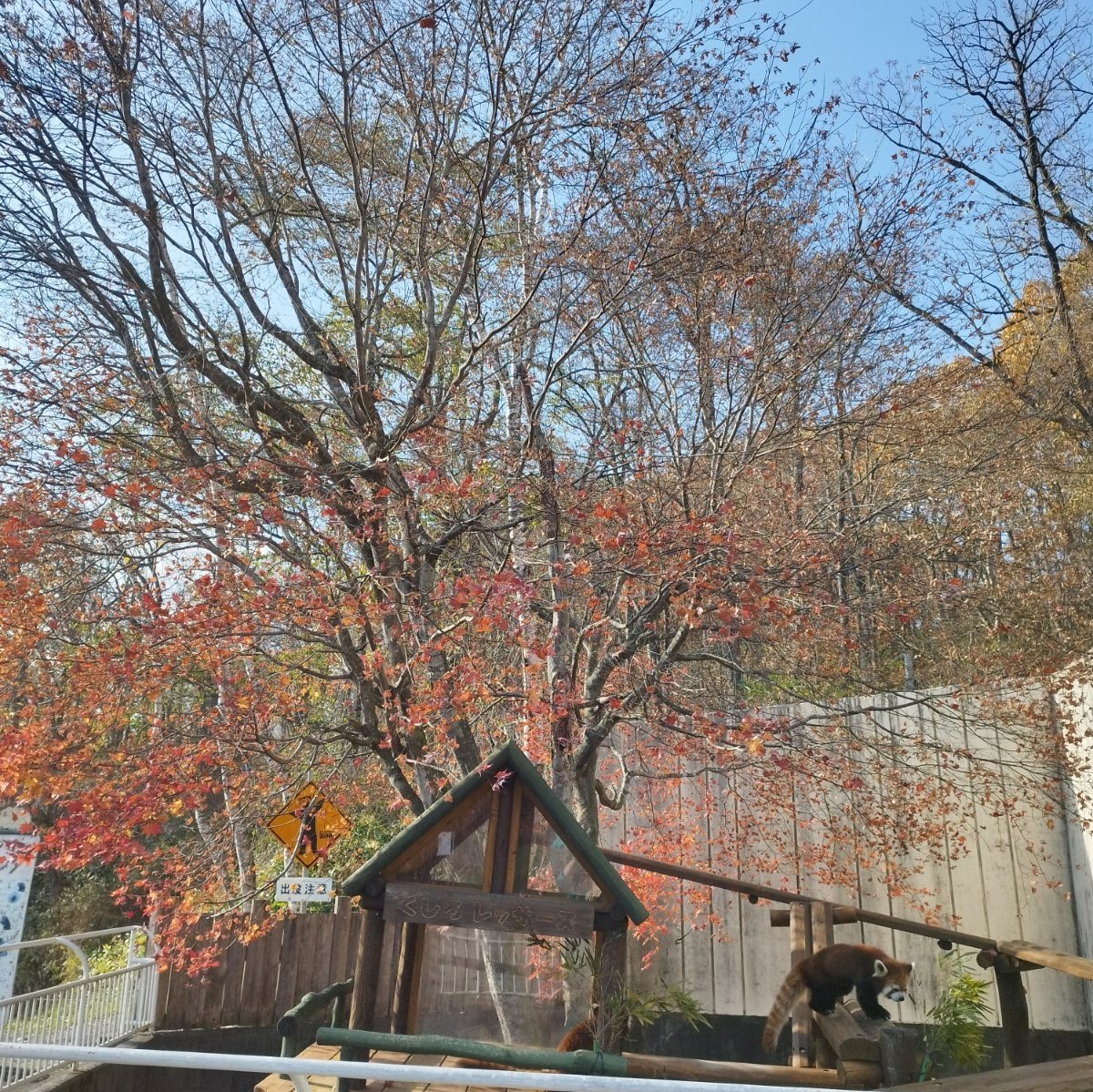 kushirozoo's tweet photo. 本日10月25日（金曜日）のレッサーパンダ舎。
すでにほとんどの葉が落ちてしまっていました。また来年も綺麗な紅葉が見られますように。
レッサーズはいつもどおりのマイペースでしたよ。
#釧路市動物園 #kushirozoo
#釧路 #kushiro
#動物園 #zoo
#北海道 #hokkaido
#現場からお伝えしました https://t.co/sqFGsGXlAC
