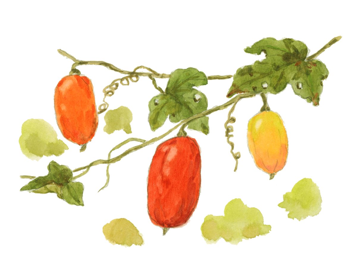 秋は色々な実が色づいて綺麗で楽しめますね♪カラフルなカラスウリを