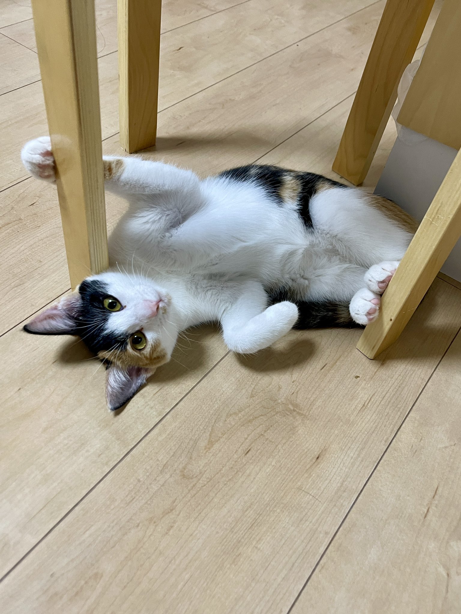 猫整体 キュベレイ on X: 猫整体 キュベレイ on X: