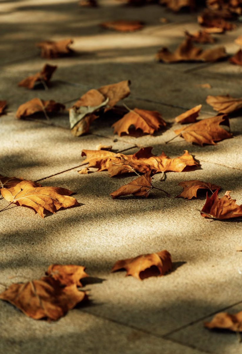 🍂秋天到了，拍照受阻，不开心😠