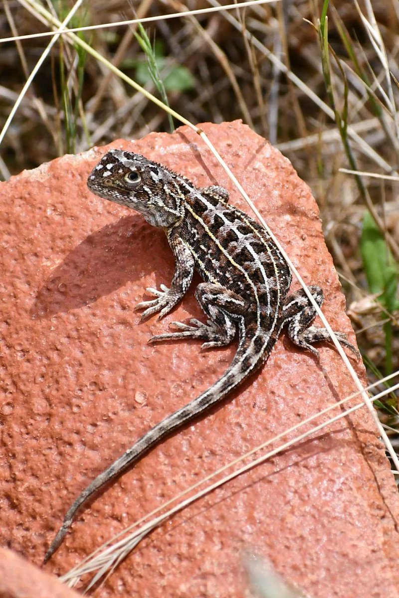 jess_m_thomson's tweet image. Huge milestone today. After almost 3 years, I've finally finished all of my PhD field work!🎉 It's been a real treat getting to work so closely with the Canberra grassland earless dragon 🦎 😊
@UC_CCEG