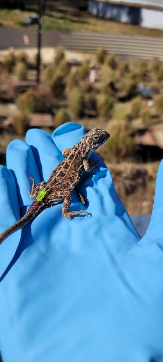 jess_m_thomson's tweet image. Huge milestone today. After almost 3 years, I've finally finished all of my PhD field work!🎉 It's been a real treat getting to work so closely with the Canberra grassland earless dragon 🦎 😊
@UC_CCEG