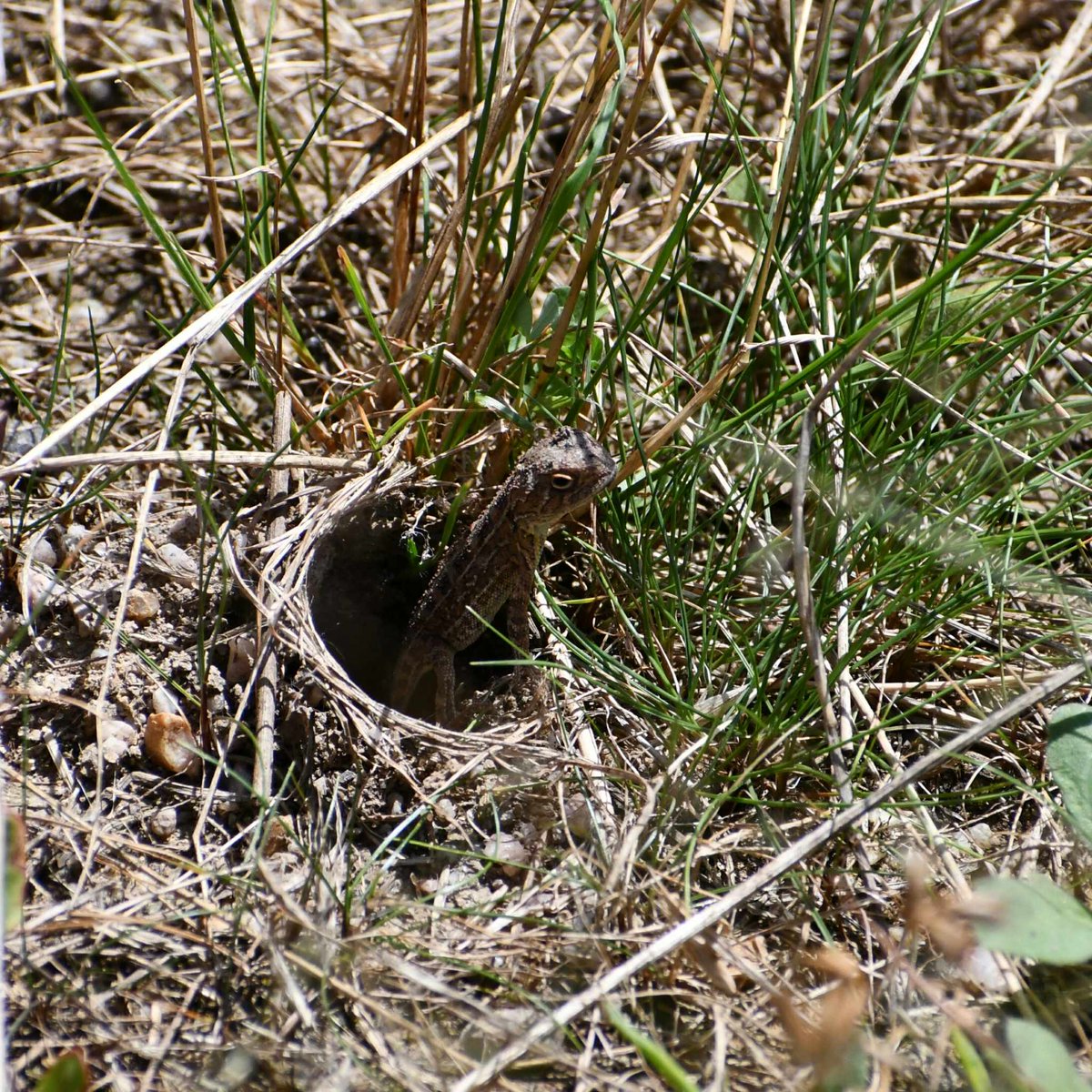 jess_m_thomson's tweet image. Huge milestone today. After almost 3 years, I've finally finished all of my PhD field work!🎉 It's been a real treat getting to work so closely with the Canberra grassland earless dragon 🦎 😊
@UC_CCEG