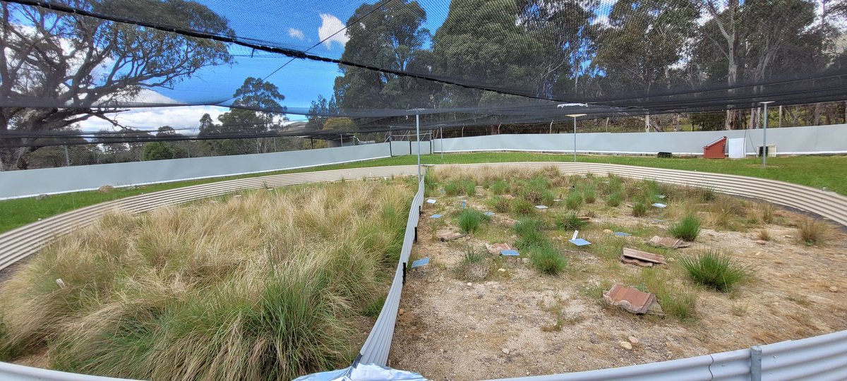 jess_m_thomson's tweet image. Huge milestone today. After almost 3 years, I've finally finished all of my PhD field work!🎉 It's been a real treat getting to work so closely with the Canberra grassland earless dragon 🦎 😊
@UC_CCEG