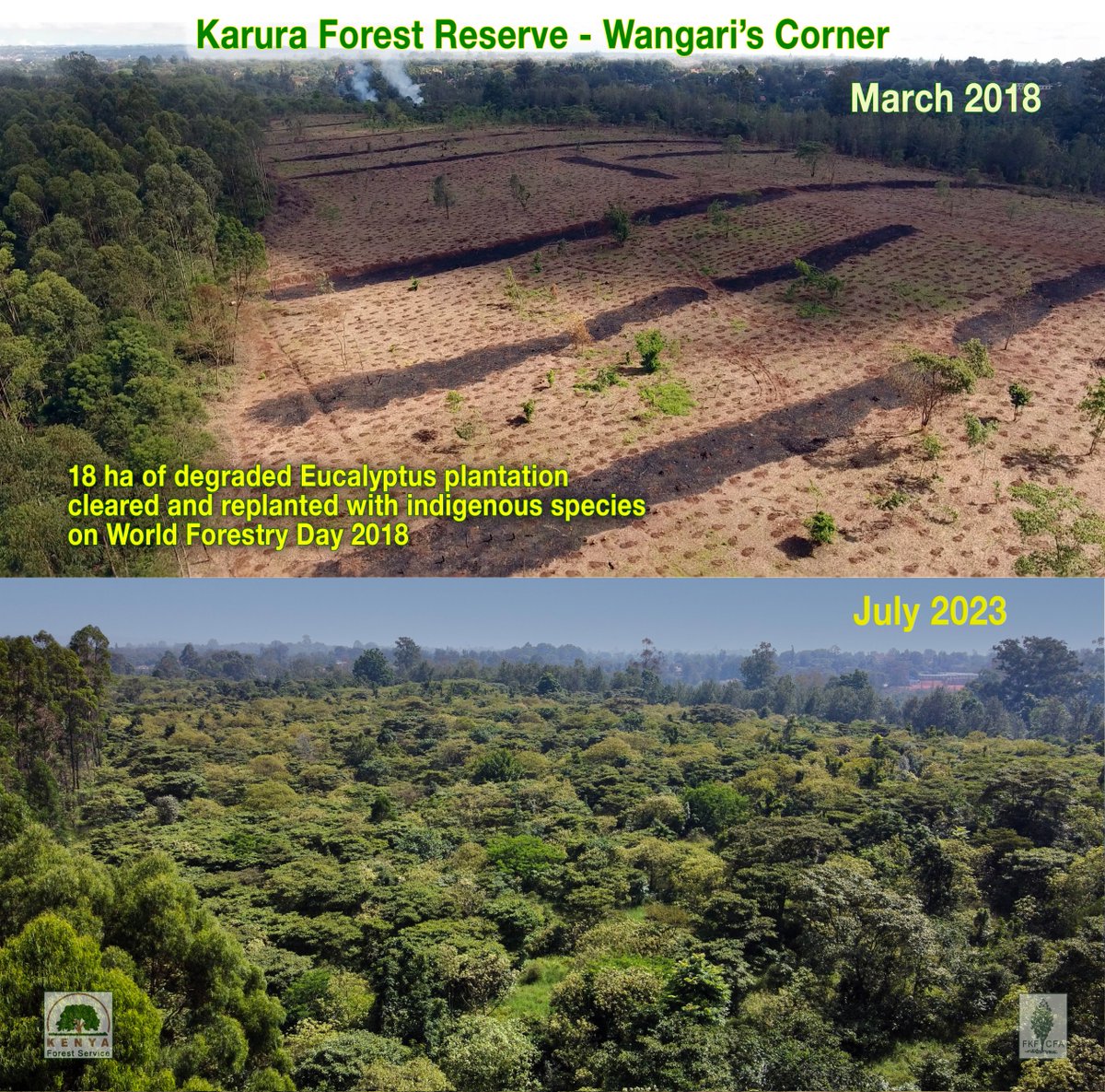 karurafriends's tweet photo. Hey Karura Crew! Rewilding means swapping out boring old exotic trees for a mix of cool native ones. We’re creating a diverse habitat for wildlife and you walkers &amp; runners — a forest makeover! And it happens faster than you'd imagine! https://t.co/x2wIHDHbXr