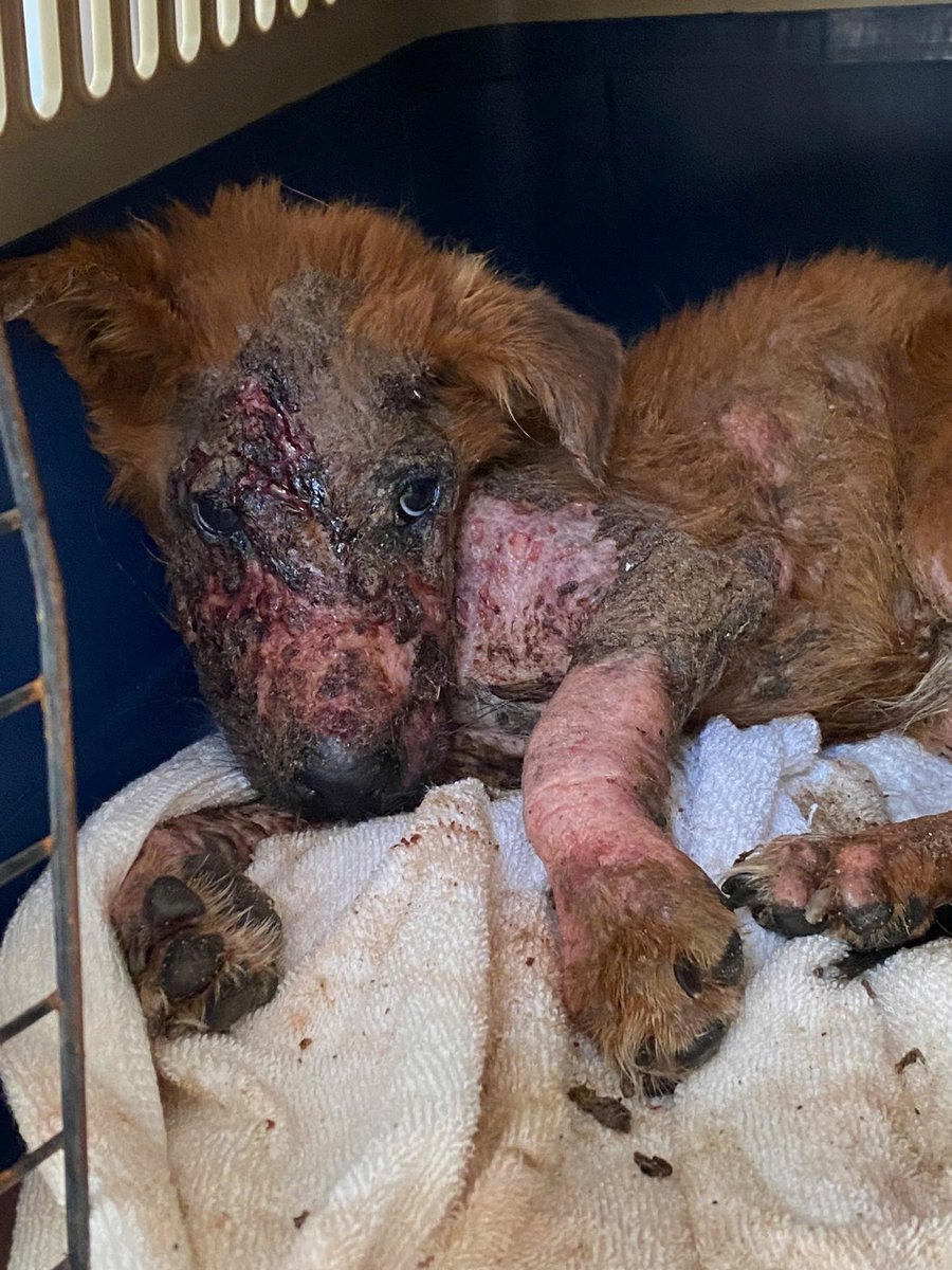 @vnanimalaid tweet media