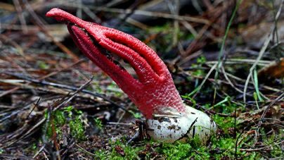 lempe808's tweet image. The octopus stinkhorn mushroom (Clathrus archeri) emits a foul, rotting smell to attract flies, which then help spread its spores. Native to Australia and New Zealand, this mushroom’s eerie red, tentacle arms and pungent odor are both designed to lure insects for spore dispersal