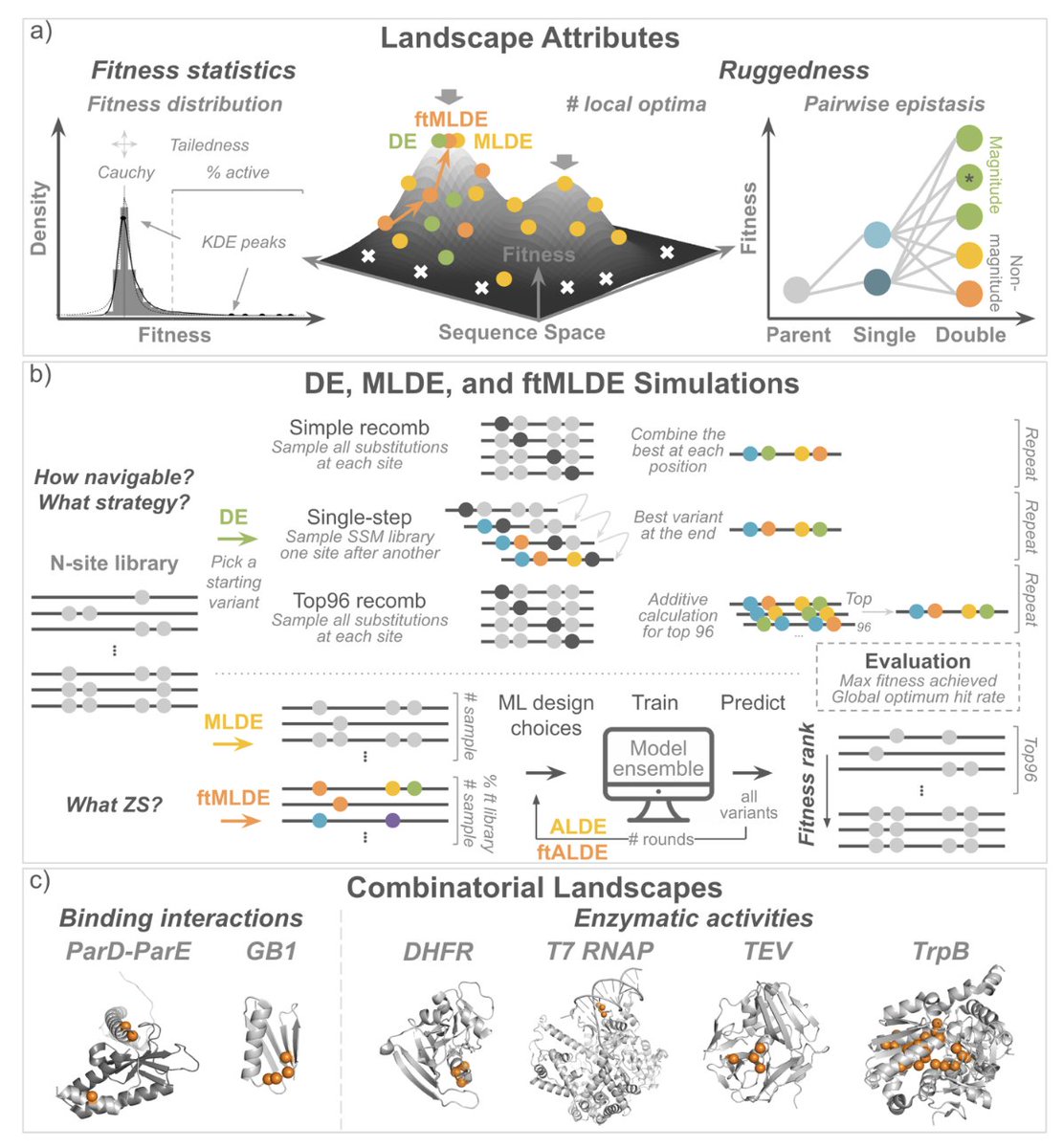 Evaluation of Machine Learning-Assisted Directed Evolution Across Diverse Combinatorial Landscapes

• This study explores the impact of machine learning-assisted directed evolution (MLDE) across 16 combinatorial fitness landscapes, including proteins involved in binding and