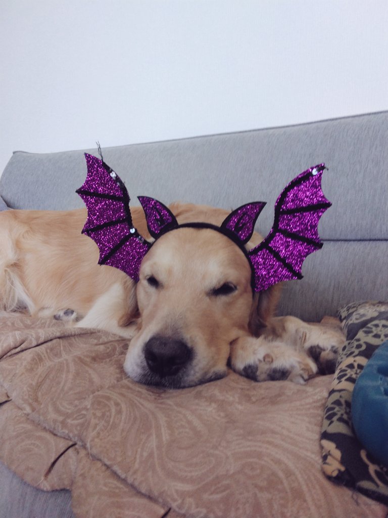MENKOGON's tweet photo. @gekkan_wanko 犬名　　ゴンちゃん
飼い主　ゴンのママ
『ハロウィンの出番待ち』 https://t.co/fSDFZ3fjX0