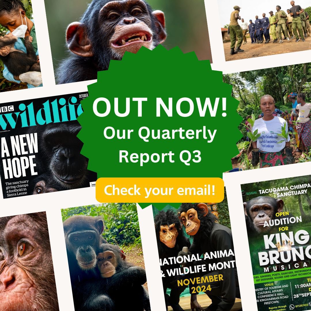 Our latest quarterly report is out! 🌍✨ 
It’s packed with exciting updates like the rescue of Jackson Junior, the storm damage to our research quarters in Jaibui, our tree planting efforts, various training sessions, and our BBC Wildlife Magazine cover feature.
Check your email!