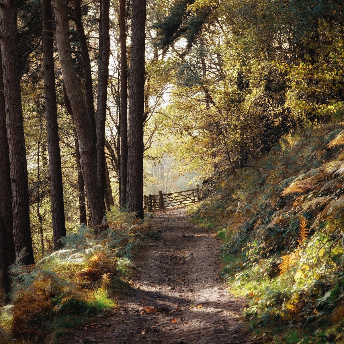Of all the wonky gates in all the world, this is my favourite. It can be a little hard to push open, and blimey you’re at risk of losing a leg when it crashes shut behind you, but you reach it through towering trees and it takes you out into the brightest autumn fields of gold.