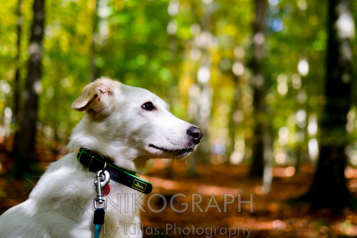 Nikographos's tweet photo. #Waldspaziergang🐾👣🍂

#Iserlohn #Herbst #Sauerland #Westfalen #NRW #autumn  #herbststimmung #Nikographos #Nikograph #Gassirunde #dogwalk  #hundefotografie #Hunderunde #gassizeit #wandern #nature #Natur #outofhomemomente #outdoor #hiking #waldspaziergang #KillasPhotography https://t.co/G1ui89vej7