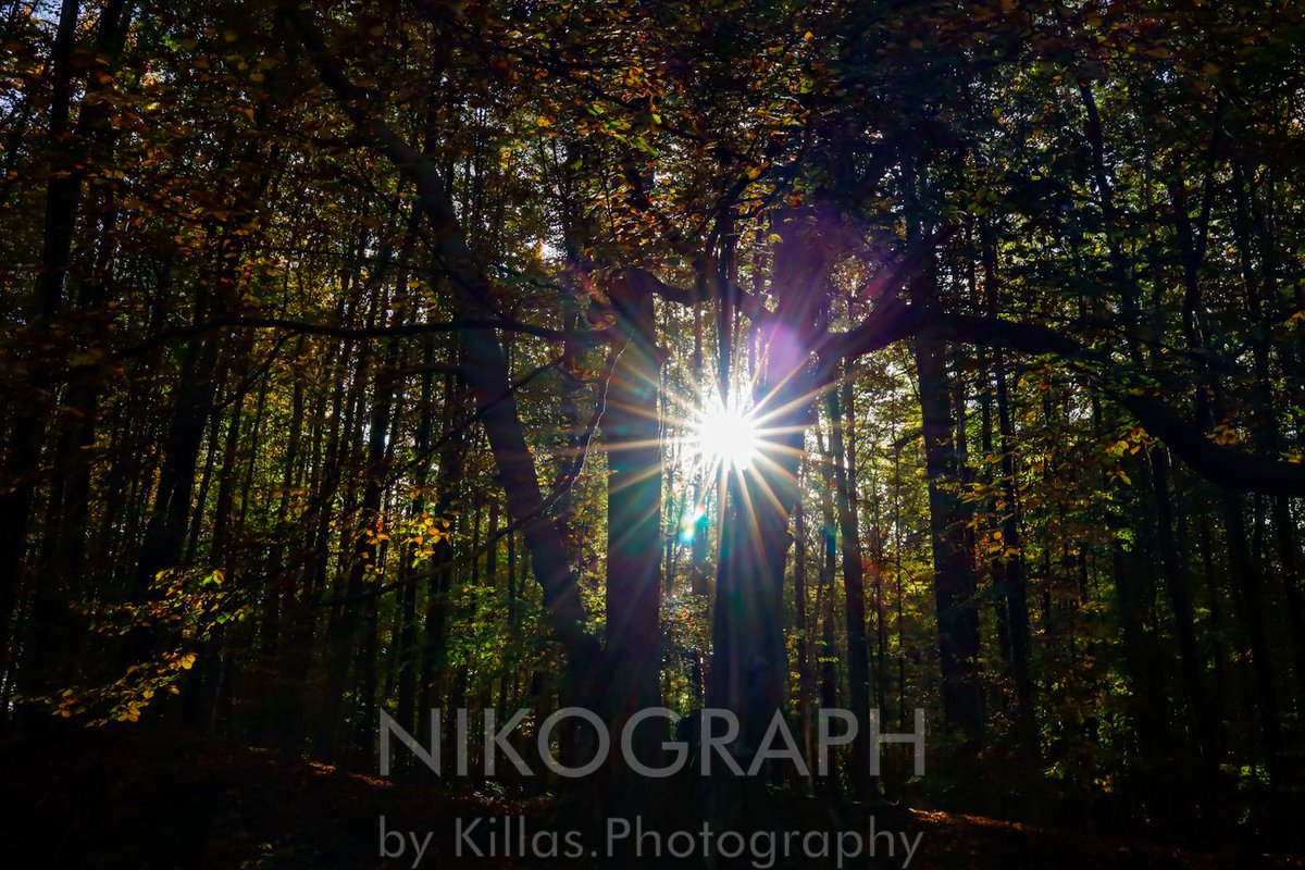 Nikographos's tweet photo. #Waldspaziergang🐾👣🍂

#Iserlohn #Herbst #Sauerland #Westfalen #NRW #autumn  #herbststimmung #Nikographos #Nikograph #Gassirunde #dogwalk  #hundefotografie #Hunderunde #gassizeit #wandern #nature #Natur #outofhomemomente #outdoor #hiking #waldspaziergang #KillasPhotography https://t.co/G1ui89vej7