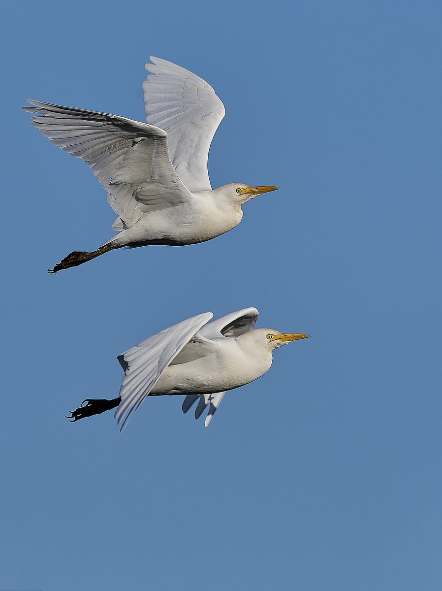 Cley recently - Whooper Swan, Brown Hare, Golden Plover, Cattle Egret. @NorfolkNats