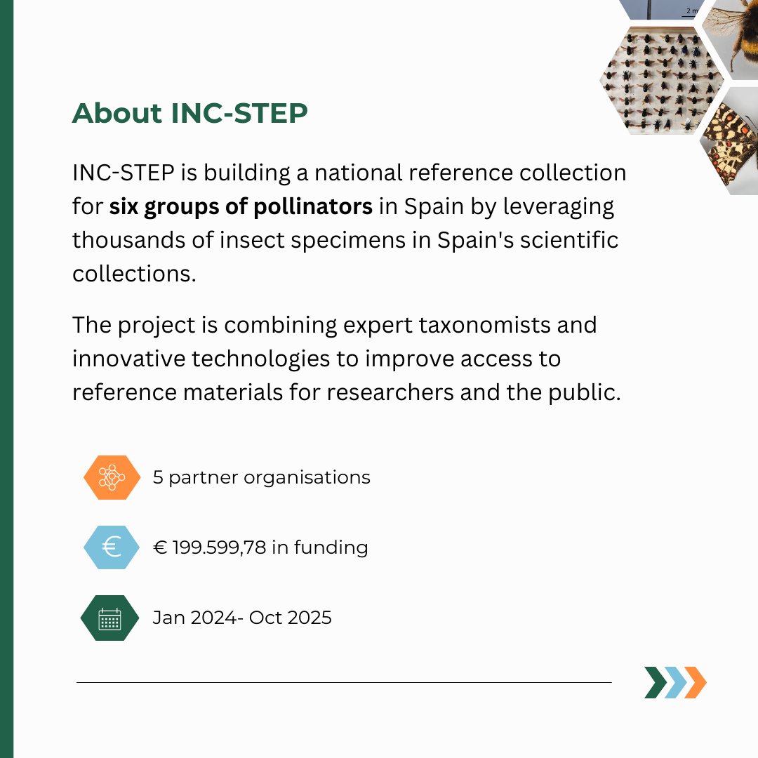 Did you know that pollinators are vital for the survival of our ecosystems? 🦋 This week's deep dive presents <a href="/INCSTEP_EU/">INC-STEP</a>, a project aimed at creating a national reference collection for Spain's threatened pollinators 🐝
👉 shorturl.at/YZCqn

#TETTRIsEU
#Taxonomy