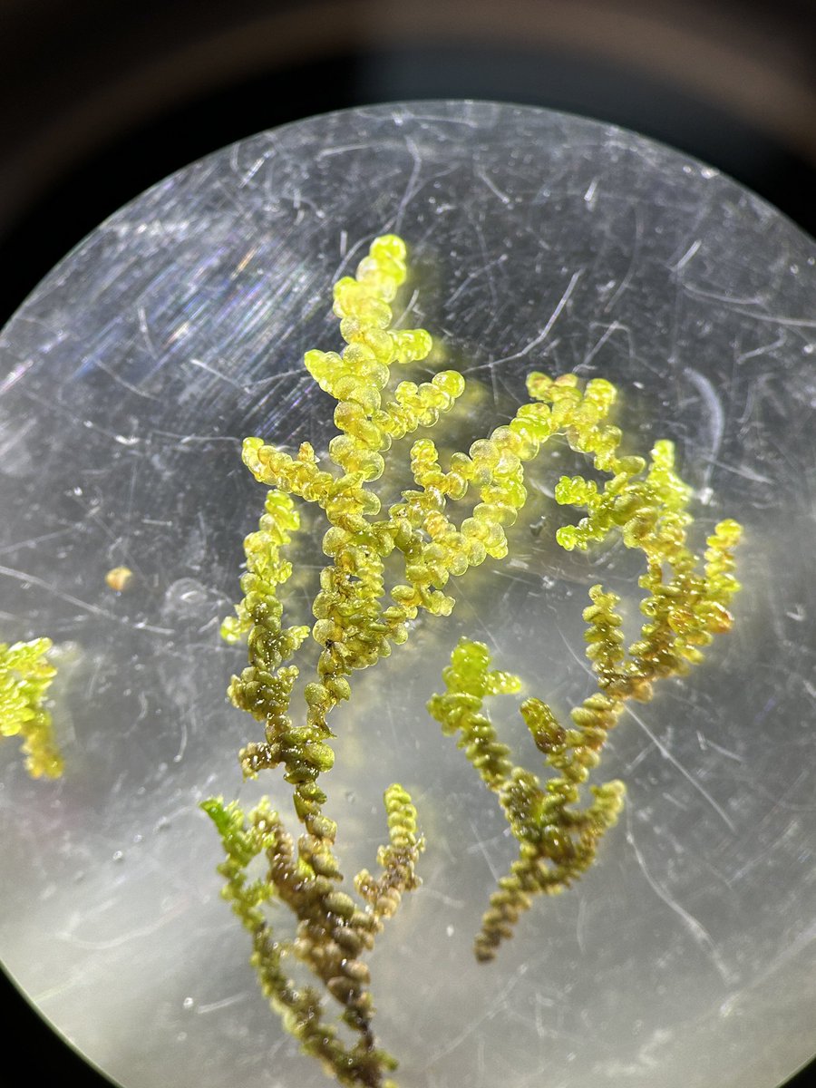 Steph Skipp tweet media