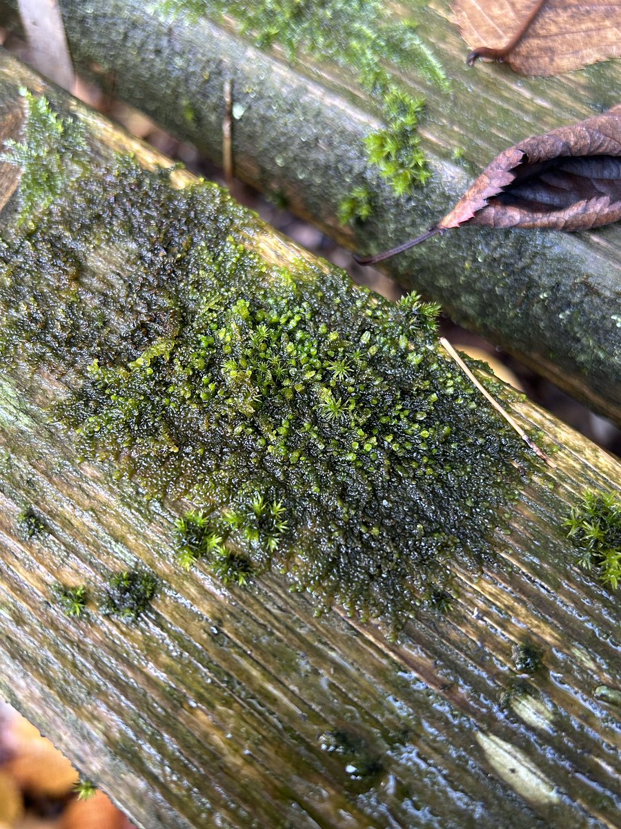 Steph Skipp tweet media