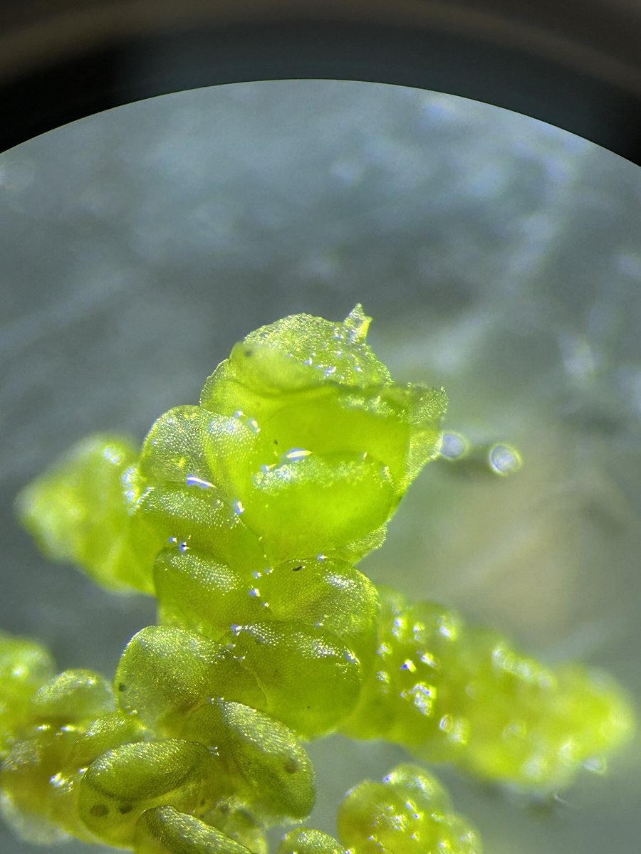 Steph Skipp tweet media