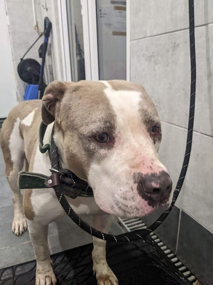 Urgent, please retweet to help find the owners or RESCUE SHELTER SPACES for these 5 stray dogs found #LONDON, #SURREY and #AYLESBURY #UK 
All at risk of EUTHANASIA AFTER 7 DAYS🆘🆘🆘
This pound will not allow the public to adopt❌
The pound has not supplied pictures of these