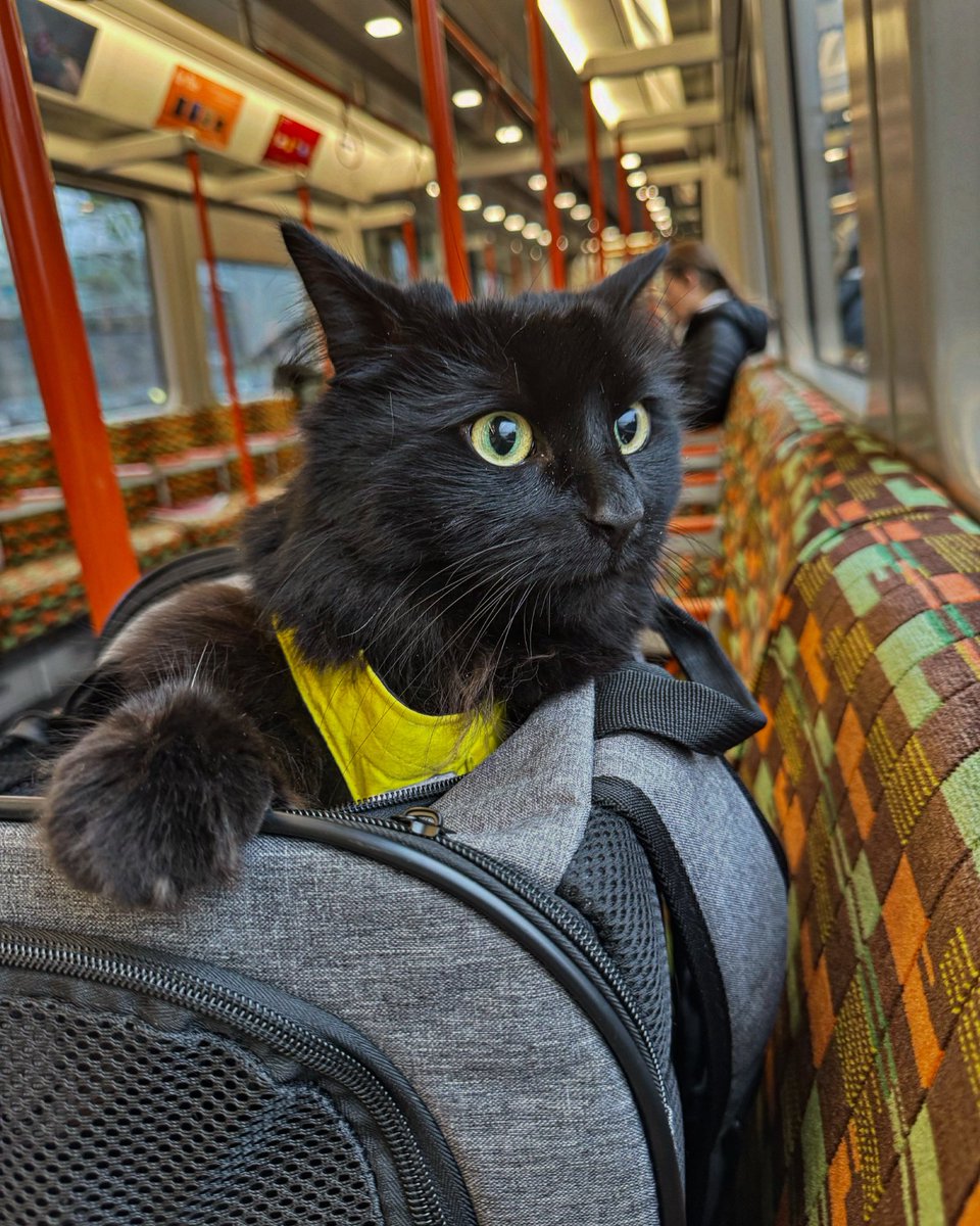 Are we nearly there yet, Mum? 🏥 🖤 

#cat #blackcat #therapycat #petsastherapy #bestcat #therapypet #catswhowork #catswithjobs #remarkablecats #catsofinstagram #cats #verygoodboys #blackcatsofinstagram #blackcatsrule @petsastherapy_uk <a href="/uclhcharity/">UCLH Charity</a> <a href="/macmillancancer/">Macmillan Cancer Support</a> <a href="/uclh/">UCLH</a>