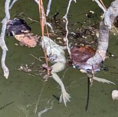 WaterWarriorOne's tweet image. I have preliminary results for the #biolab #Biolabfire in #conyers GA for some VOC's (volatile organic compounds) found in the water, within about 1,500 feet of ground zero, at the retention pond near the dead frog we found.  Note: I have no preliminary results yet for dioxins or…