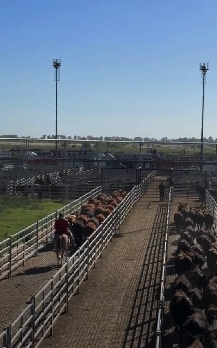 #Cañuelas Este viernes ingresaron 2.351 vacunos en el Mercado Agroganadero. Las lluvias registradas en las últimas horas incidieron en la entrada de animales para esta jornada. #ProvinciaRural por #RadioChascomúsAM1520