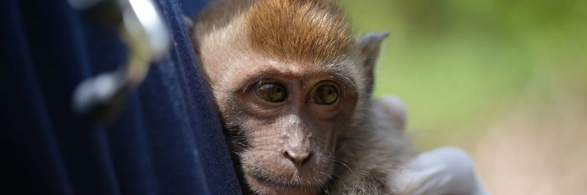 BtcPuppet's tweet photo. Is it safe to say that @rebeccahenschke saving $mini brought back the animal meta?
Like @VitalikButerin said, memes with social cause. @MiniMonkeyCTO will spread awareness against animal abuse.
#memewithmission #minimonkey 🐒❤️ https://t.co/dVIXE905KB