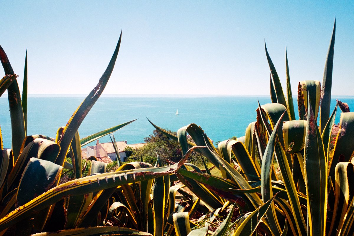 25. Cactus

Je crois que officiellement c'est pas des cactus, mais bon, ça y ressemble quand même

#31themesAnalogChallenge