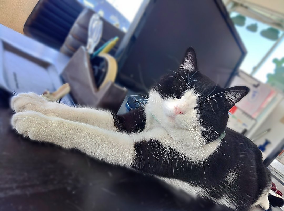 猫のいる車屋ฅฅイーカーズ (@e_cars_fukaya) / Posts / X