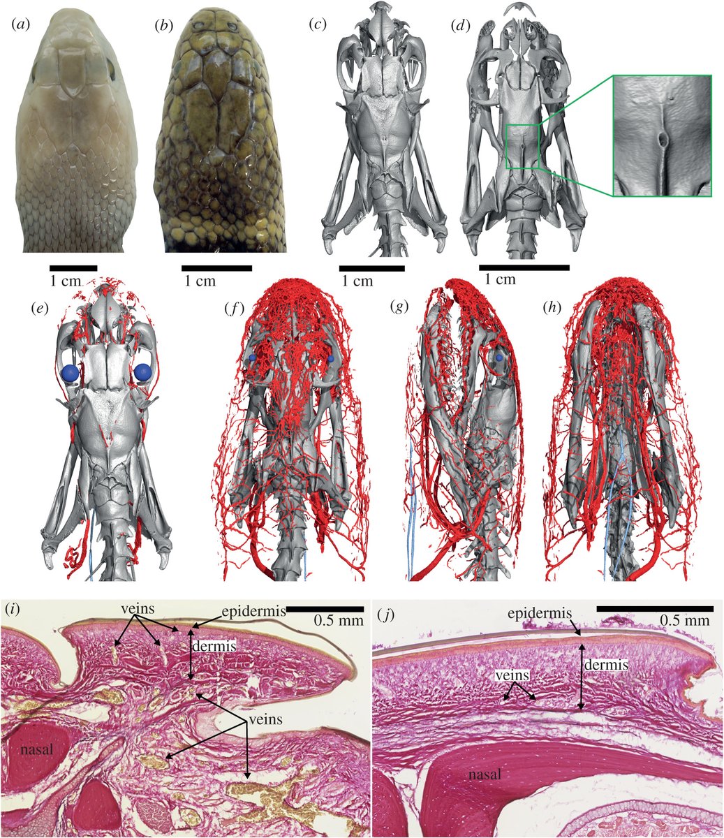 Prof. Christine Böhmer (@vertevo) on Twitter photo Vascular network under skin of head is found to support #respiration in a sea snake.
Palci et al 2019 <a href="/RSocPublishing/">Royal Society Publishing</a> Novel vascular plexus in the head of a sea #snake (Elapidae, Hydrophiinae) revealed by high-resolution computed tomography and #histology doi.org/10.1098/rsos.1… Vascular network under skin of head is found to support #respiration in a sea snake.
Palci et al 2019 <a href="/RSocPublishing/">Royal Society Publishing</a> Novel vascular plexus in the head of a sea #snake (Elapidae, Hydrophiinae) revealed by high-resolution computed tomography and #histology doi.org/10.1098/rsos.1…