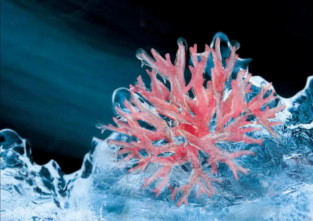 “This represents the first time two closely related organisms have been simultaneously cryopreserved as one.”

Led by Prof. Chiahsin Lin, from National Dong Hwa University and National Museum of Marine Biology and Aquaria (Taiwan), with a team of researchers from the Philippines,