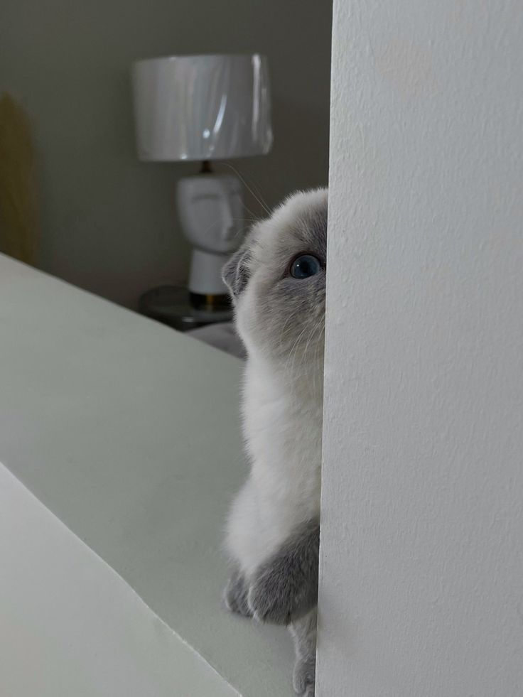 cutestscats's tweet photo. https://t.co/bMJ6WWwkD0