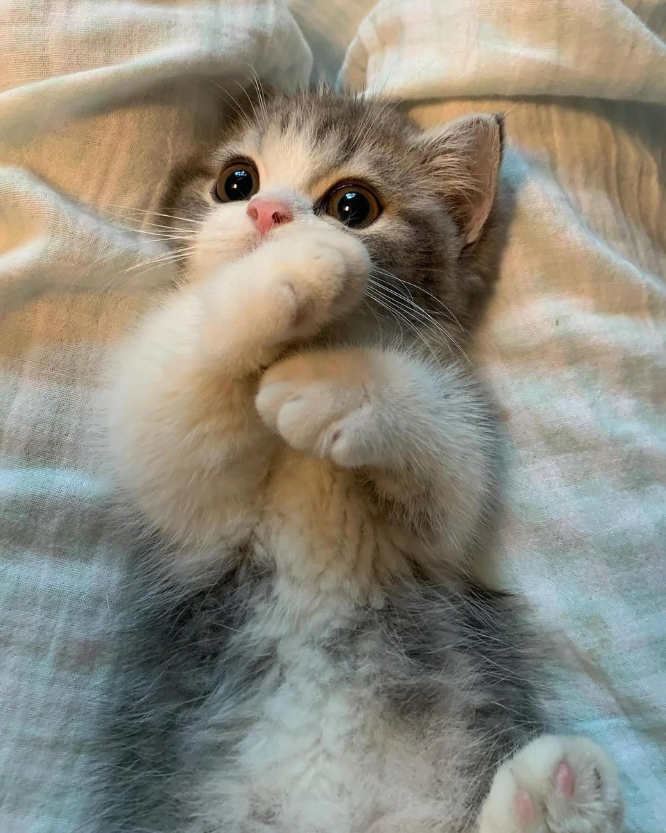 cutest cats (@cutestscats) on Twitter photo 