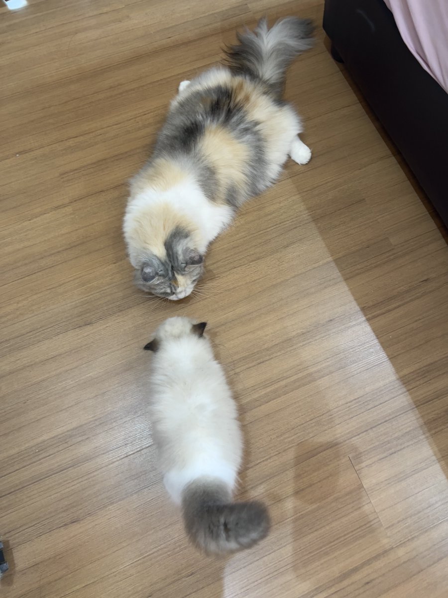 ubel_bluebell's tweet photo. sedang mengajari putra kecilku berhitung 1 sampai 10 🤗

#goodmom #smartmom #independentwoman #wanitakarir #ragdoll #ragdollfamily https://t.co/DRa7o4aU7E
