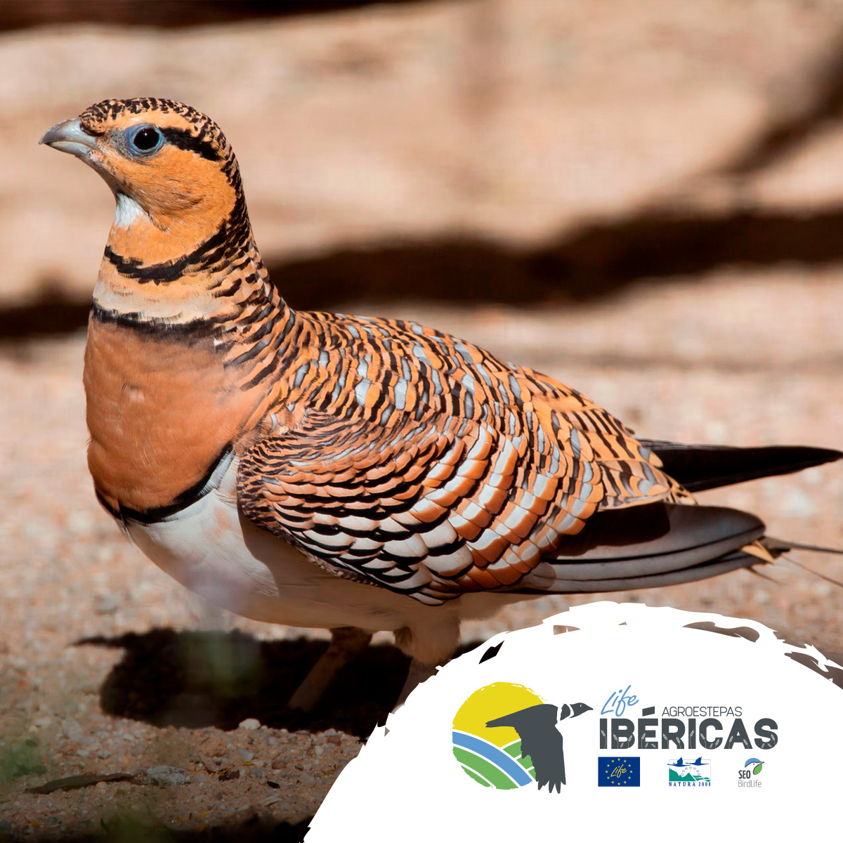 🐦 ¿Sabías que España es el hogar de las mejores poblaciones de gangas ibéricas y ortegas en toda Europa occidental? Estas aves, adaptadas a los áridos paisajes de la estepa, y nuestra responsabilidad en su conservación es crucial.