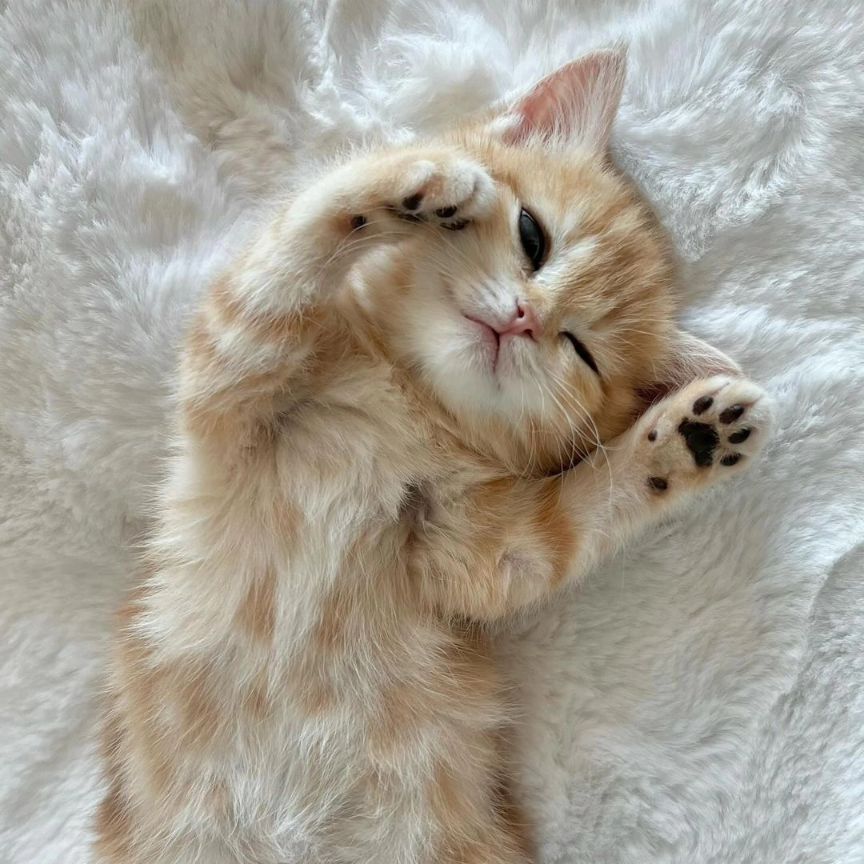 cutest cats (@cutestscats) on Twitter photo 