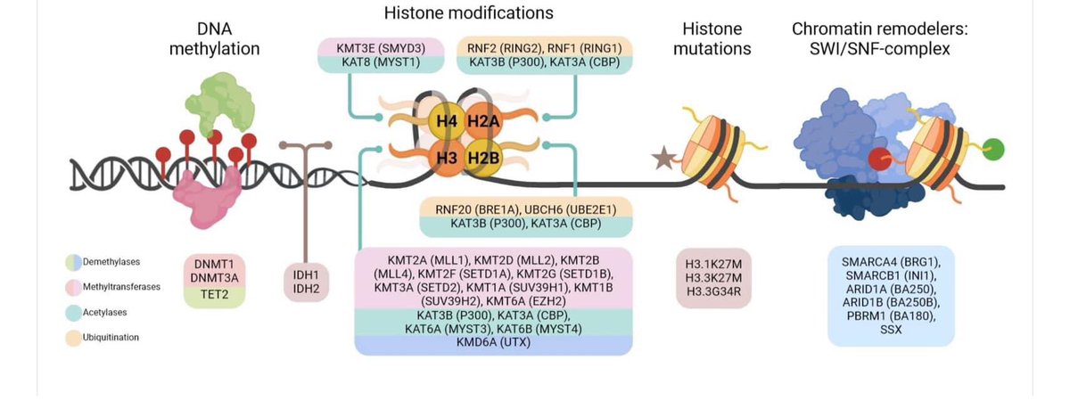 Gianluca Sbardella (@g_sbardella) on Twitter photo An excellent article on <a href="/CD_AACR/">Cancer Discovery</a> by <a href="/ManelEsteller/">Manel Esteller</a> provides a detailed examination of the epigenetic hallmarks affected in human cancer. aacrjournals.org/cancerdiscover… An excellent article on <a href="/CD_AACR/">Cancer Discovery</a> by <a href="/ManelEsteller/">Manel Esteller</a> provides a detailed examination of the epigenetic hallmarks affected in human cancer. aacrjournals.org/cancerdiscover…