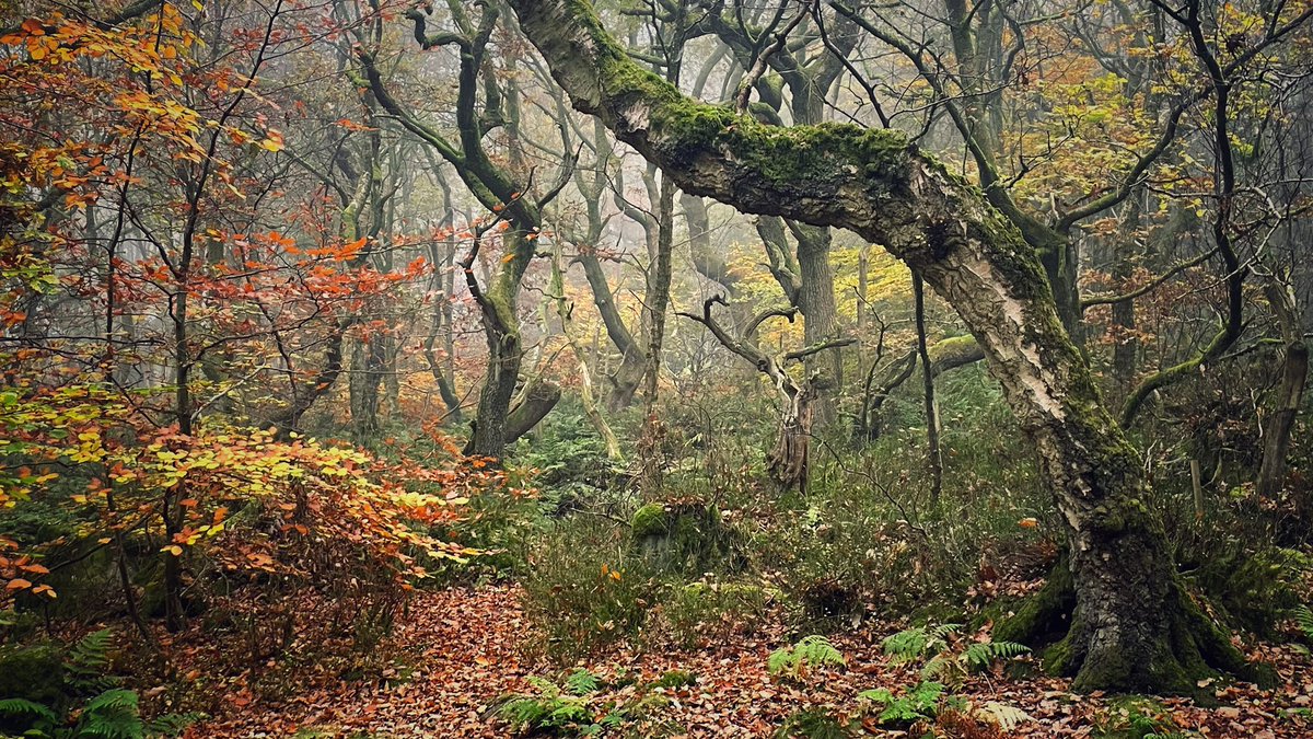 Darren Ciolli-Leach tweet media