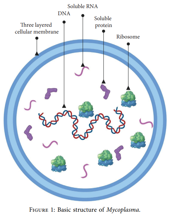 The type of shit that gets me wound up a friday morning...
Was it so f*cking hard to draw a circular chromosome?
How on Earth do you put so little effort in your work (and who reviewed this ?)?