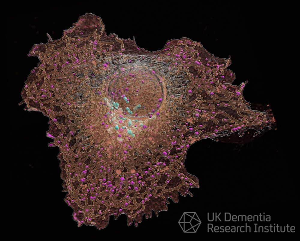 UK Dementia Research Institute tweet media