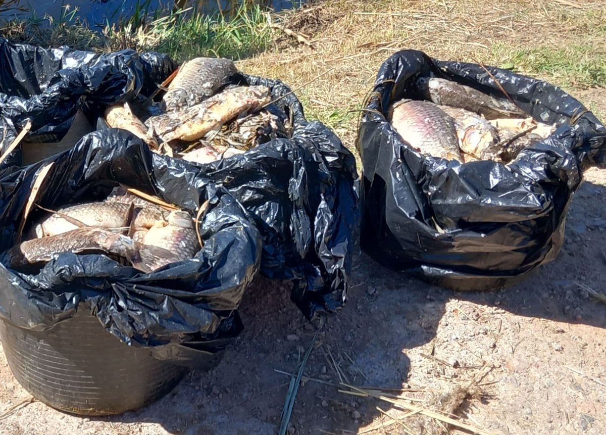 LA VIDA ALS ESTANYS S'APAGA. S'ha produït una mortaldat massiva ‼️

☠️🐟 Les brigades de medi ambient han retirat vora 900 kg de peixos morts i han realitzat analítiques de l'aigua que indiquen com a causants una anòxia total i salinitat brutal.

accioecologista-agro.org/la-vida-als-es…