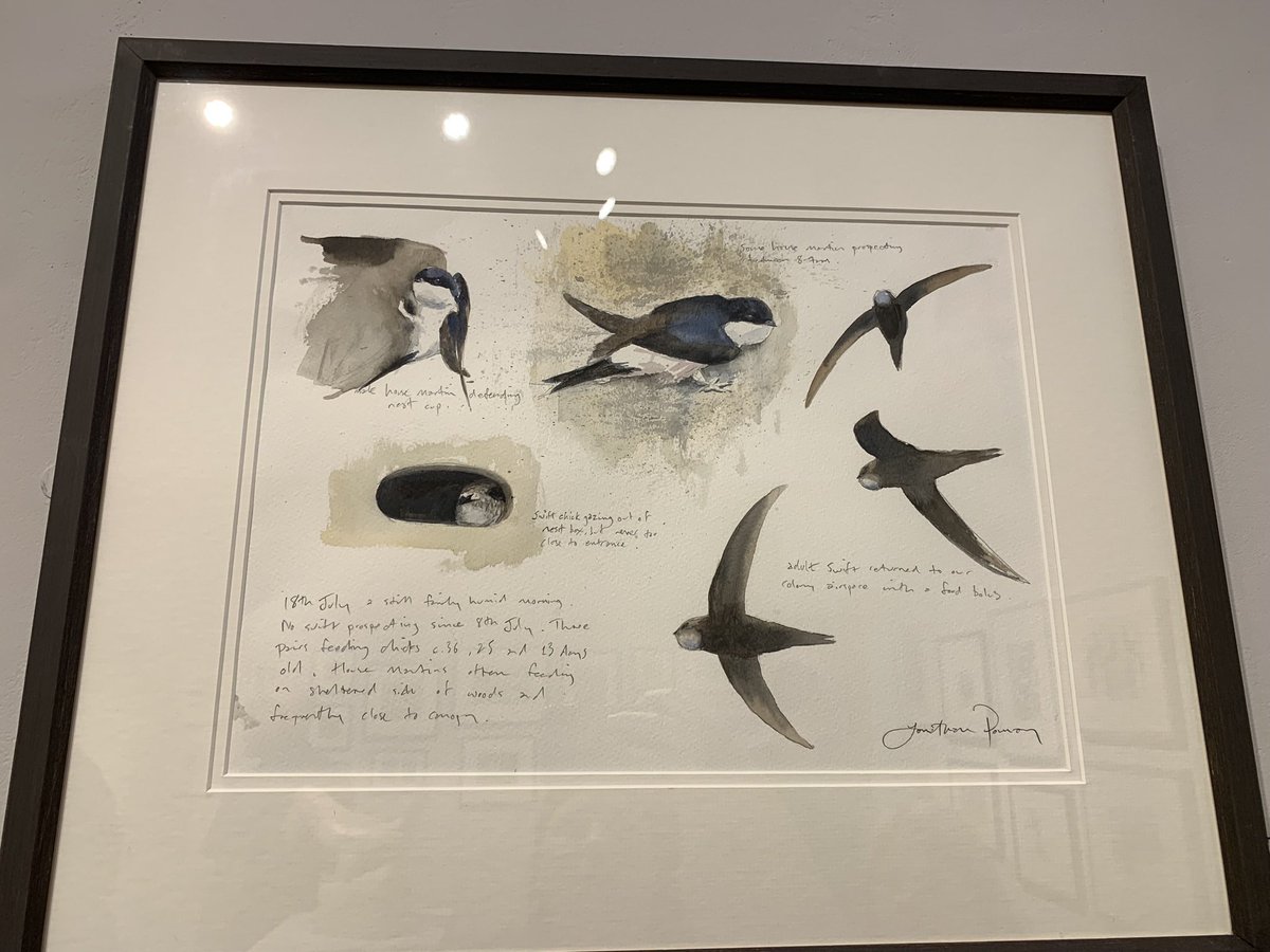 JennyA_Rawson's tweet photo. A few of my favourites from this years amazing @swlanaturaleye exhib - an annual treat for us, highly recommend a peruse if you can get down to the mall galleries before 27th Oct 😊

#wildlifeart #naturaleye https://t.co/p9fC2z5B6n