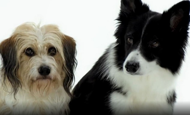 ERAresources's tweet photo. 🐶❤️ For National Dog Adoption Day, explore "The Making of Man’s Best Friend." Discover the history and genetics of dogs and share with your students. https://t.co/shTevrwvBq  #NationalDogAdoptionDay #Education https://t.co/4KtdkREnL8