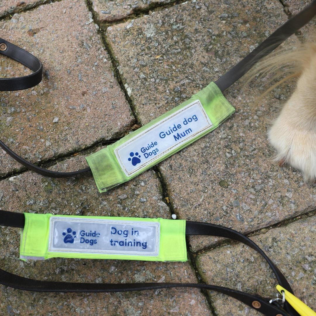 GCHQ's tweet photo. We recently hosted a puppy room to allow our staff to take a break from their work and de-stress with some pooches, as we continue to raise money to sponsor @GDmidsandeast 🤩 

We couldn’t not share some very cute photos from the day 🦮 https://t.co/fFs3T16N9a