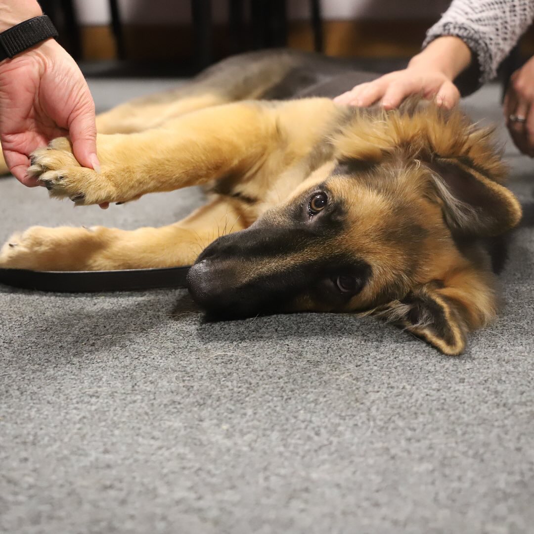 GCHQ's tweet photo. We recently hosted a puppy room to allow our staff to take a break from their work and de-stress with some pooches, as we continue to raise money to sponsor @GDmidsandeast 🤩 

We couldn’t not share some very cute photos from the day 🦮 https://t.co/fFs3T16N9a
